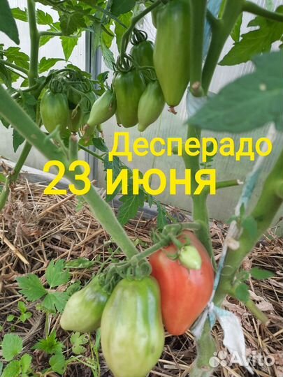 Рассада помидоры и перцы