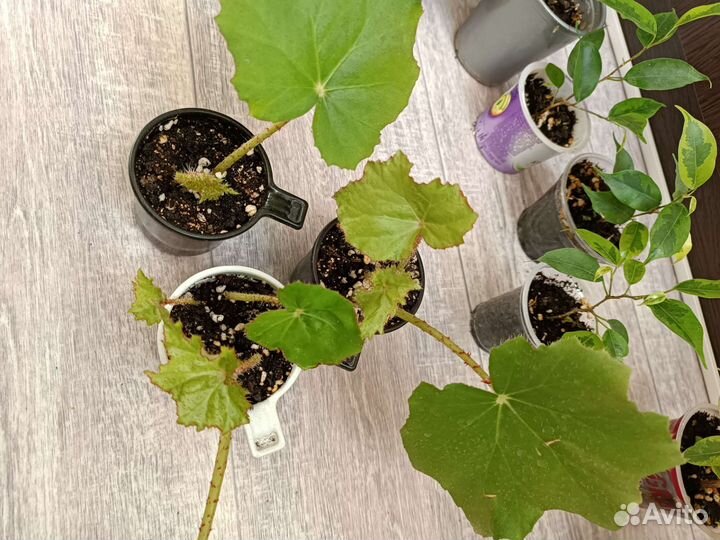 Фикусы Бенджамина замиокуликас бегония молочай