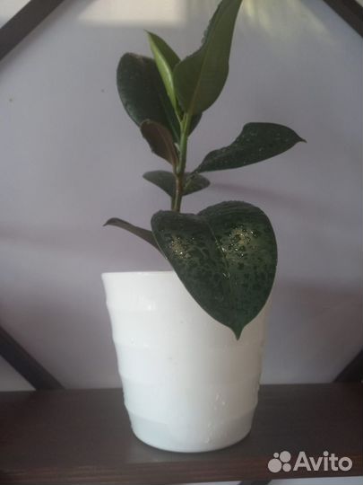 Фикус в ассортименте