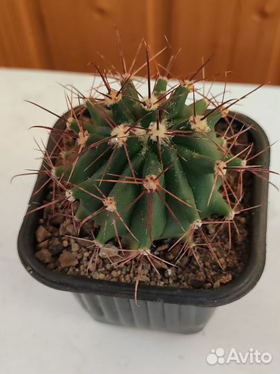 Кактусы часть 1