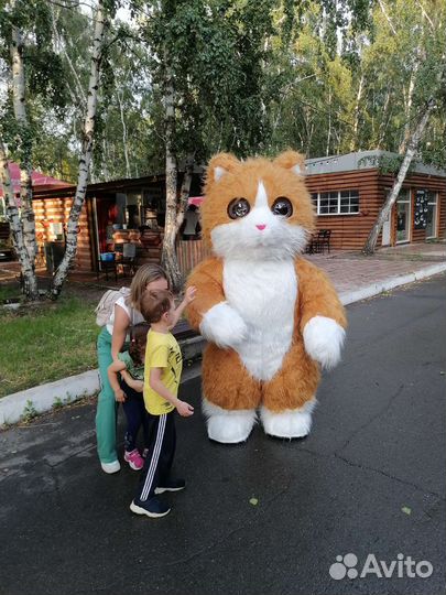 Живая открытка Котик