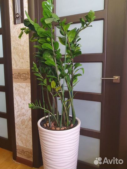 Замиокулькас