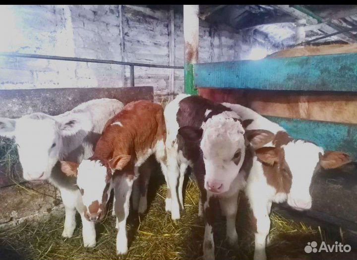 Б сименталы лимузины абердины холмогоры