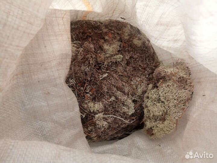 Мох ягель для улиток и др