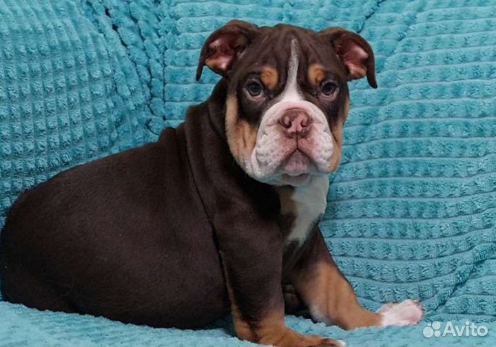 Амурчик - мальчик Бульдог