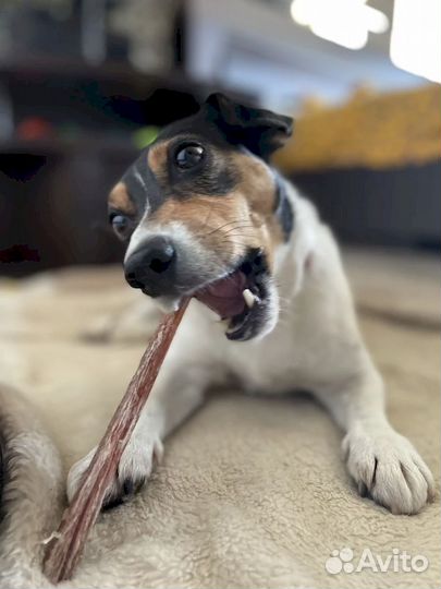 Корм для собак. Прямые производители