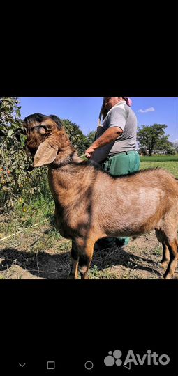 Продается козел