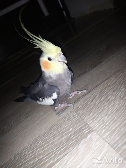 Попугай Корела