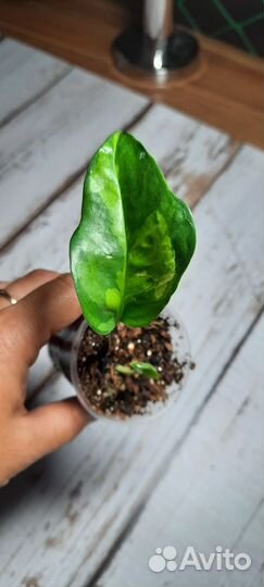 Комнатные растения. Эпипремнум,сциндапсус,монстера