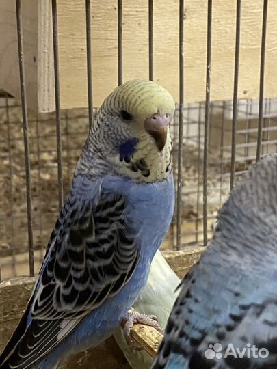 Птенцы волнистый попугай