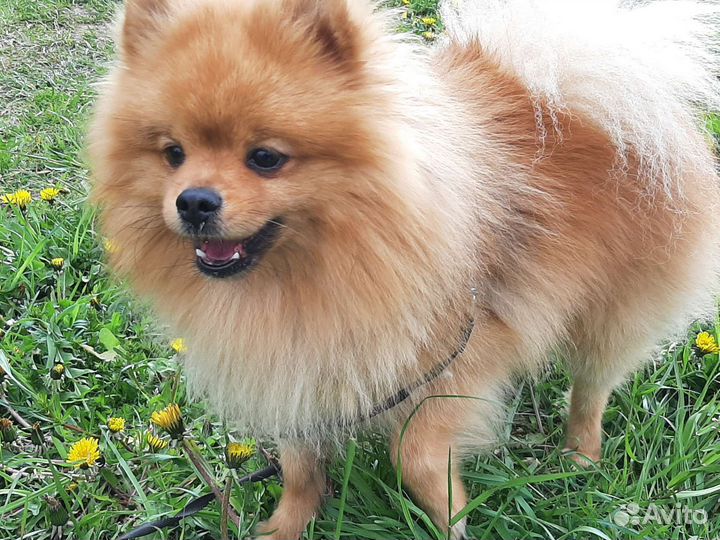 Немецкий шпиц вязка