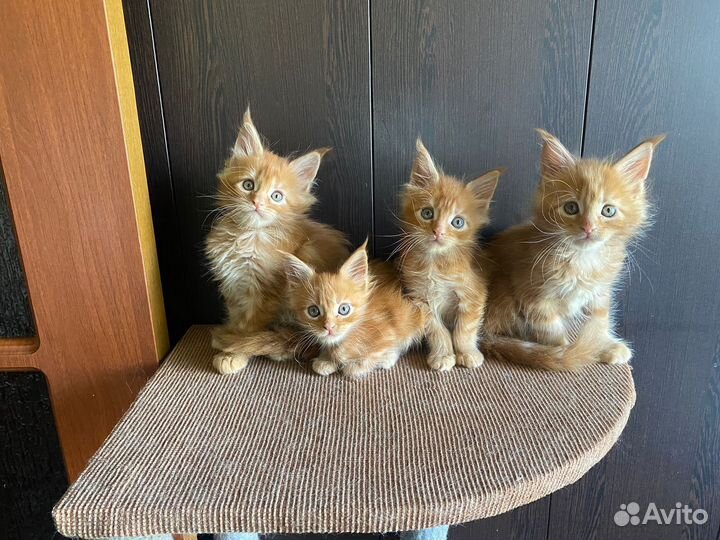 Котята Мейн-кун