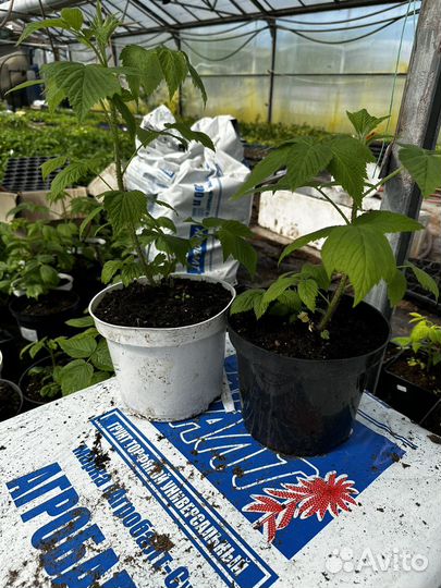 Саженцы ремонтантной малины