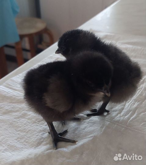 Цыплята суточные