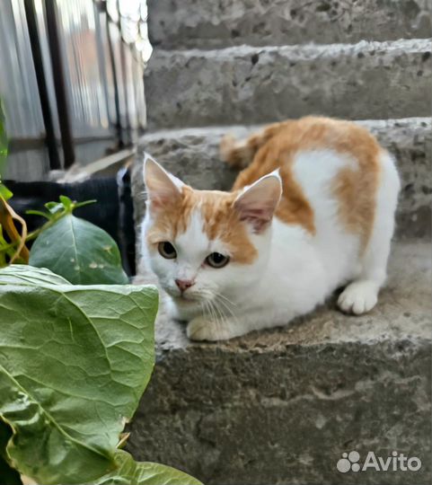 Котенок в дар бесплатно