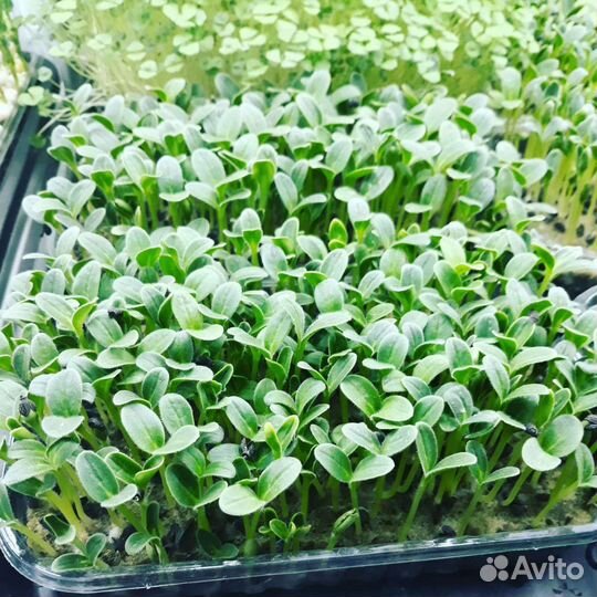 Микрозелень