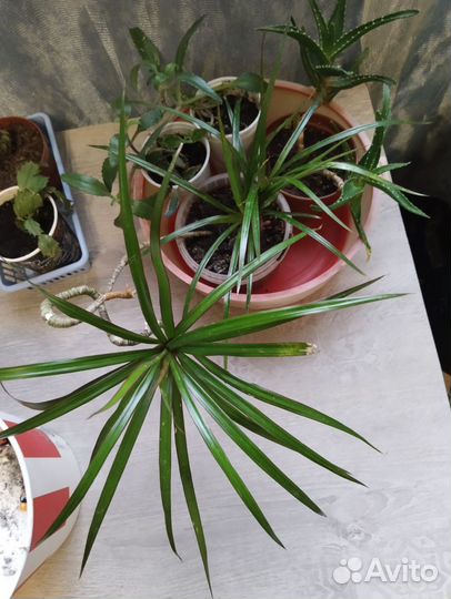 Пальма драцена