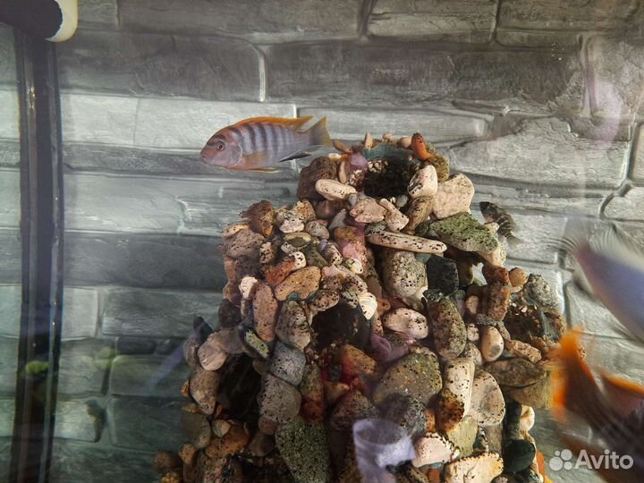 Аквариумные рыбки, цихлиды,малави