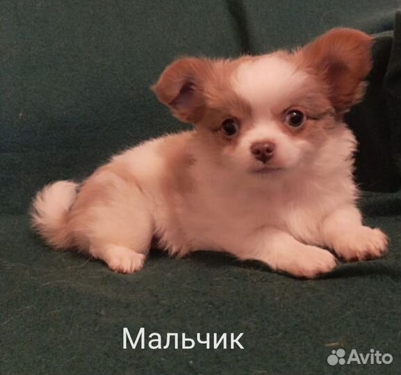 Щенки чихуахуа