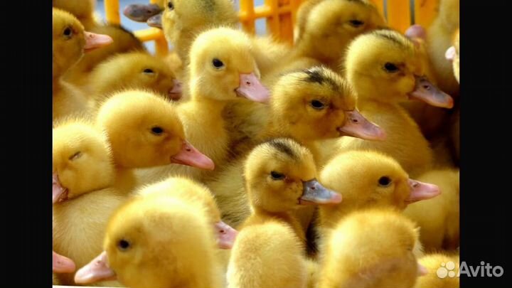 Утята Индоутки 50 штук в наличии, мускусной утки