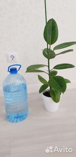 Шривериана,Голден Принцесс,Т 33