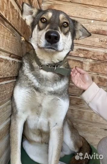 Собака в добрые руки