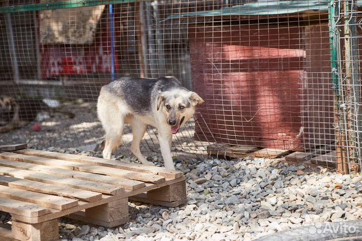 В добрые руки собака Дружка