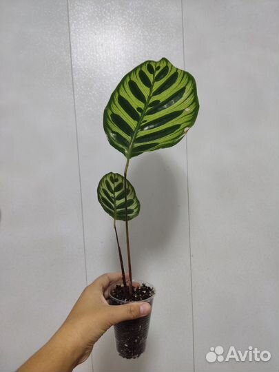 Калатея Макоя