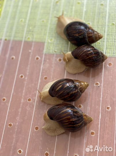 Улитки ахатины
