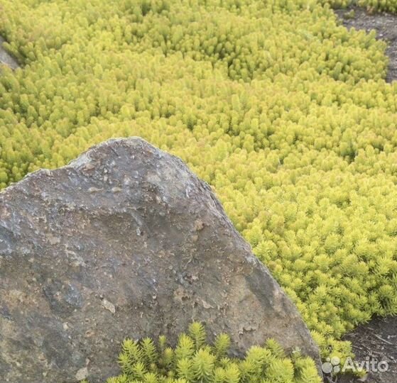 Садовые многолетние растения