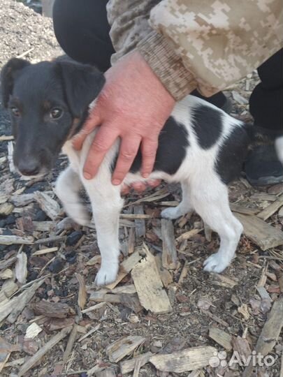 Фокстерьер