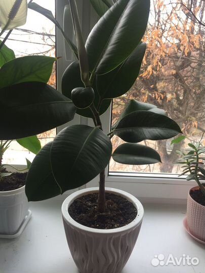 Комнатные цветы