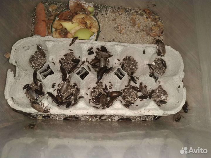 Мраморные тараканы живые крупные и мелкие