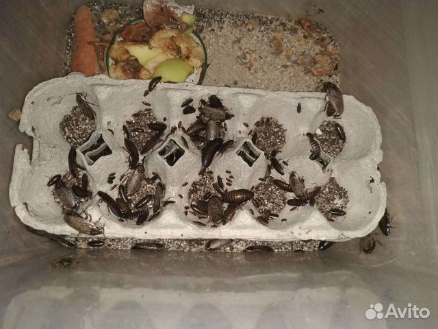 Мраморные тараканы живые крупные и мелкие