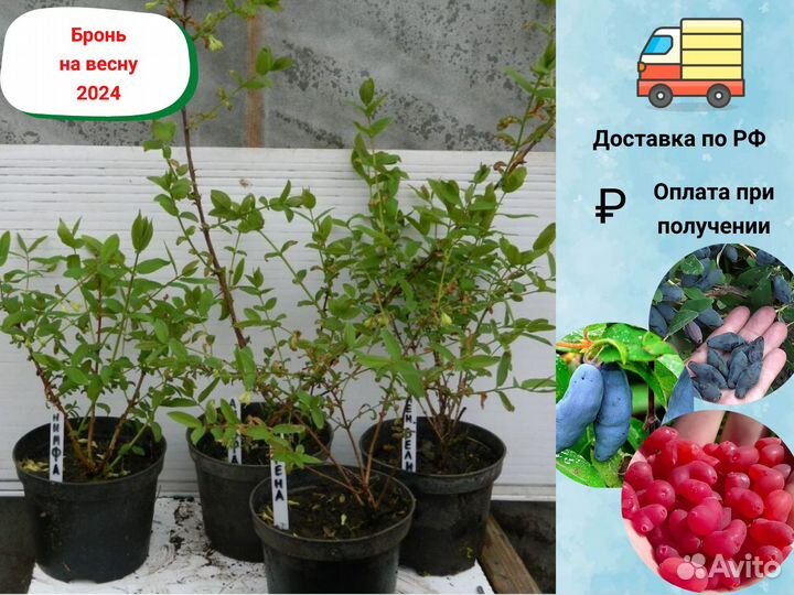 Саженцы жимолости, жимолость