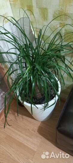 Бокарнея нолина и Замиокулькас