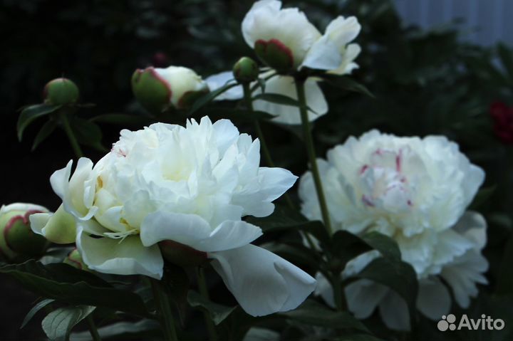 Цветы белые пионы