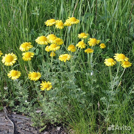 Ромашка жёлтая (пуповка)