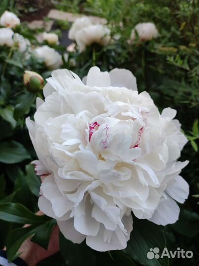 Пионы на срезку