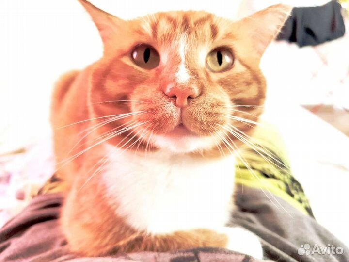 Преданный и любящий рыжий котик ищет дом
