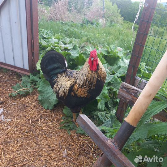 Продам петушка