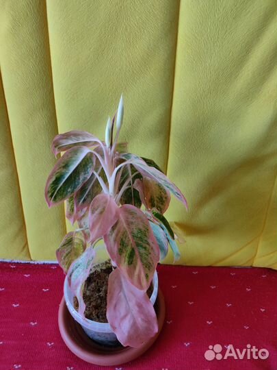 Аглаонема Анимани Ред и салмон фентази