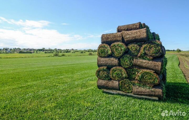 Рулонный газон / укладка газона