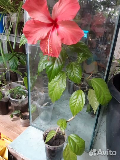 Китайская роза