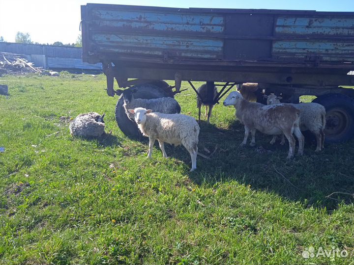 Катумские барашки