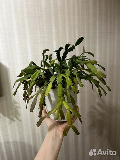 Декабрист оранжевый