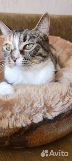 Очень хочет быть любимицей, спасена с ада