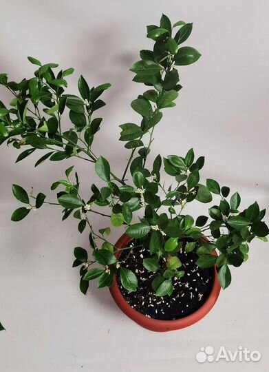 Мандарин Каламондин, плодоносит, мой домашний