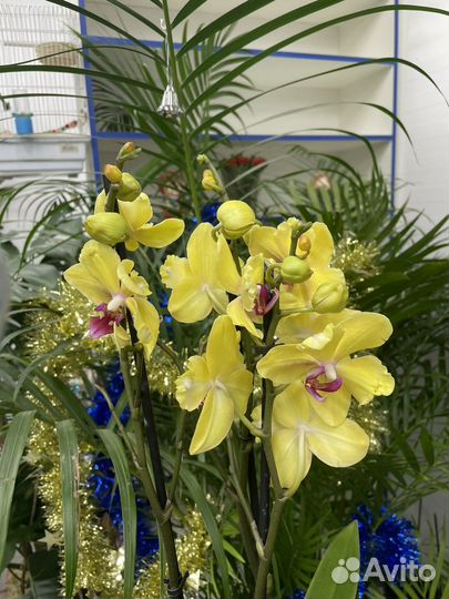 Орхидея бантик