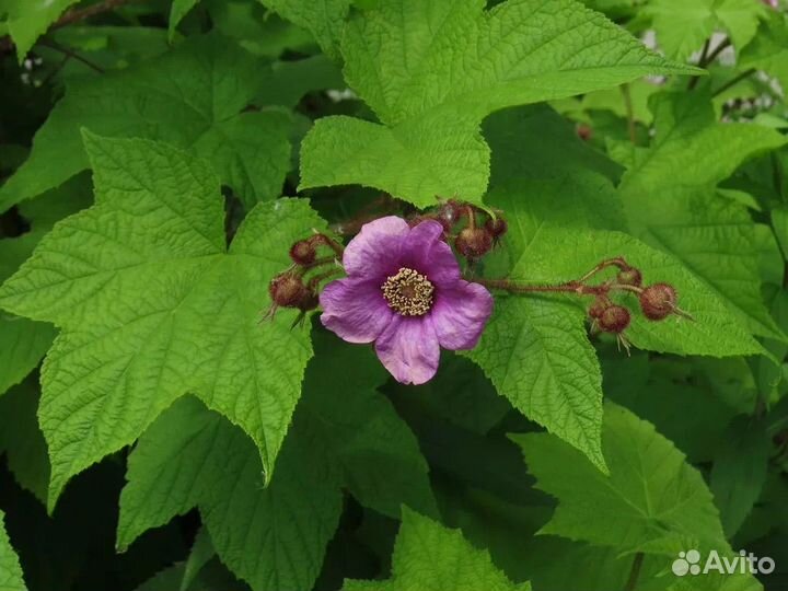 Малиноклен и другие многолетние